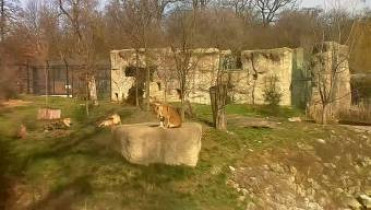 Slika pregleda web-kamere ZOO Zagreb